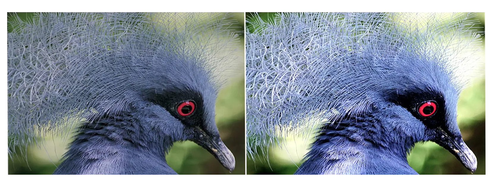 R5 Plus Refresh Rate Comparison Image